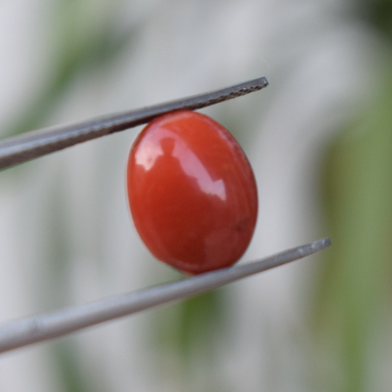 Red Coral | Marjan 5Ct(It)